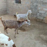 ۲بز ویک بیگ
