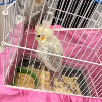 عروس هلندی