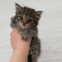 گربه