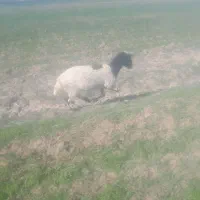 کاور رومانف