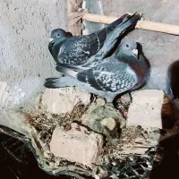 کبوتر مسافتی 7عددبا جوجه