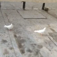 کبوتر تهرانی