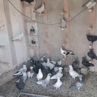 کفتر|پرنده|بیرجند, |دیوار