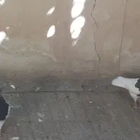 کبوتر