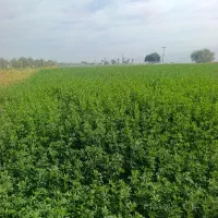 پرس یونجه خشک درجه یک