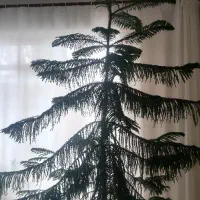 کاج مطبق (کپیناژ)