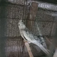 عروس هلندی و مرغ عشق
