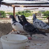 سار چپ پولکی ابلق قره دم سفید پلاکی کفتر