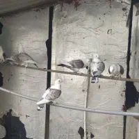 فروش کبوتر ساتن اصل نر درجم