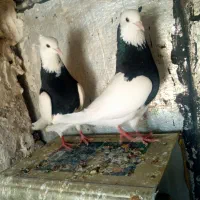 زرد دم سفیدو طوقی