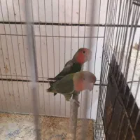 کوتوله باتخم جوجه بشرط