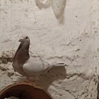 سار سبز
