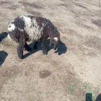 بره ماده پرواری