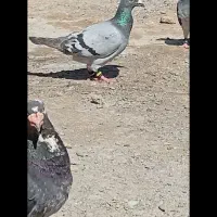 سبز