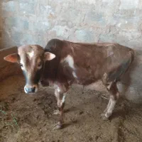 گوساله نر