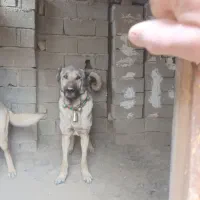 فروش سه تا حیوان سرابی با اصل و نصب