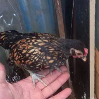 جوجه سیبرایت گلد