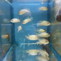 ماهی بلو کارا صلح جو
