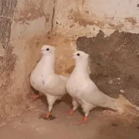 کفتر طوقی