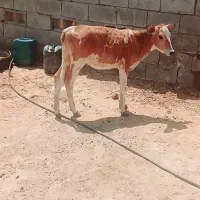 گوساله سوزنی