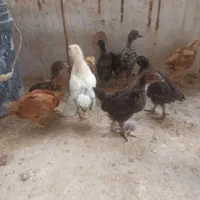 جوجه مرغ