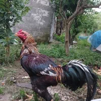 لاری دورگه
