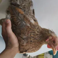 مرغ