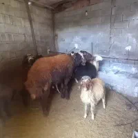 گوسفند نر قزل افشار