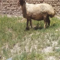 شک گوسفند