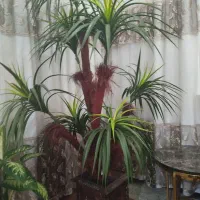 درختچه نخل
