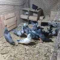 کبوتر اصفهانی نر روزگاری