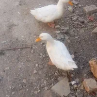 دو عدد اردک نر و ماده