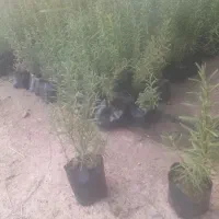 گل رزماری