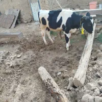 گاو|حیوانات مزرعه|قوچان, |دیوار