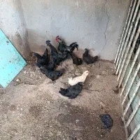 5عدد مرغ ایام سمانی و 1عدد خروس ایام سمانی