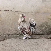 خروس