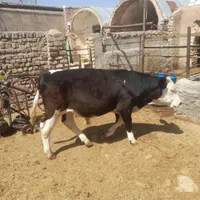 گوساله نر سیمینتال