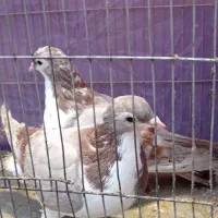 کفت ر و کبوت ر مفت میدم چون جا ندارم قیمت پایین مف