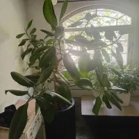 درخته  بزرگ حدود ۱۷۰ یه عدد گلدون