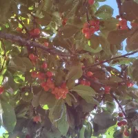 فروش خونه باغ