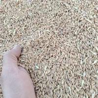 گندم دیم|خوردنی و آشامیدنی|اقلید, |دیوار