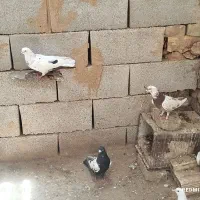 کبوتر