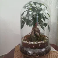 بنسای سالم و سلامت کامل