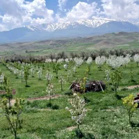 باغی-در-جاده-اهر-مشگین-شهر-متراژ-2000متر-مربع