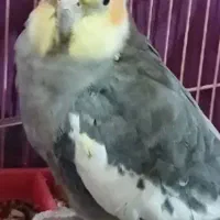 عروس هلندی گم شده