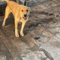 سگ نگهبان|سگ|قم, بیانی|دیوار