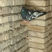 اهواز حمیدیه