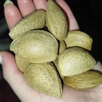 بادام درجه یک تازه