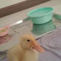 جوجه اردک