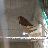 فنچ کینگ نر